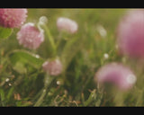 Liplights Cream Lip Gloss