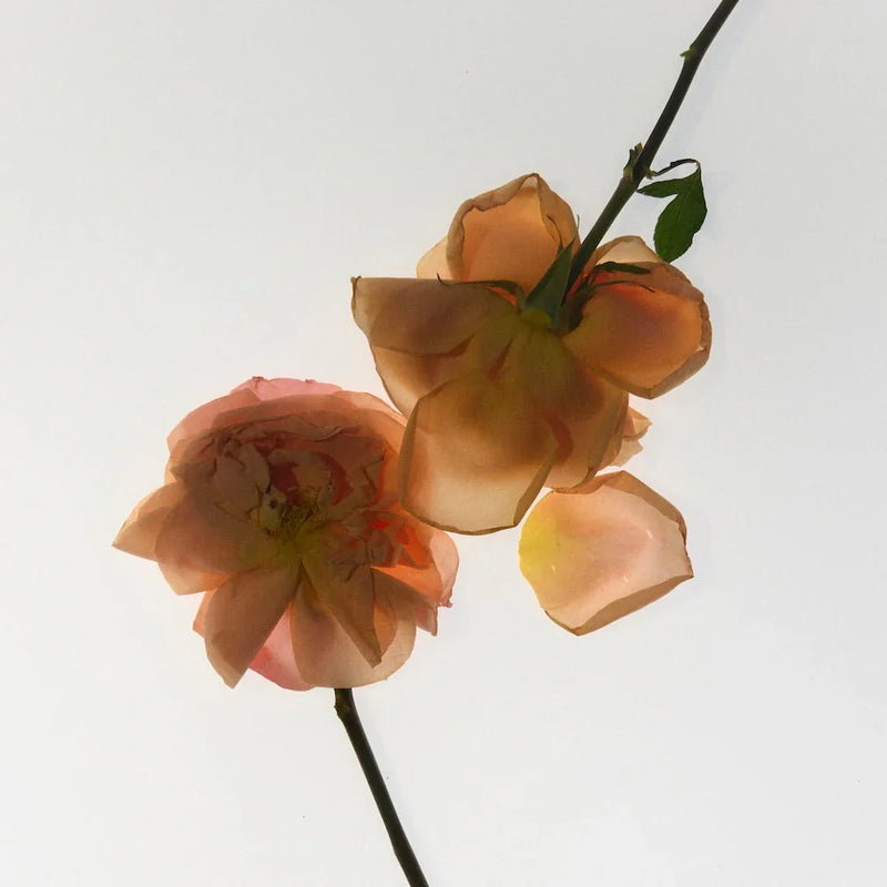 Nurture perfume